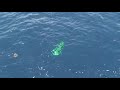 double dolphin part3