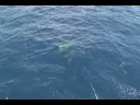 double dolphin part3