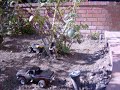 OFFROAD TRIAL FOR MY TRUCKS!