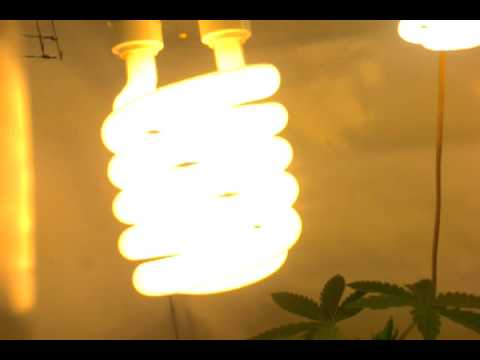 how to grow ak 47 indoors