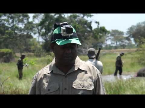 how to cure elephant leg
