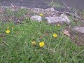 yellow dandelions!
