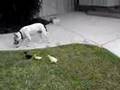 walking together : PitBull & Chicks & Ducks