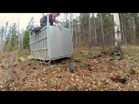 Tiger - GoPro Hero Video by IFAW: a rare Siberian tiger released. Meet Zolushka the luckiest tiger in the world. This orphaned Siberian tigress was left to fend for ...