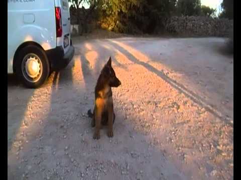Video cani pastore tedesco