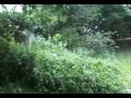 videos de mick jumps in nettles