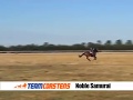 Noble Samurai