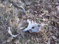 Whitetail Buck Deer Skull found in the Bearlodge Mtns. # 1 Whitetail Buck Deer Skull found in the Bearlodge Mtns. # 1