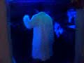 Dancing In White Lab Coats Dancing In White Lab Coats
