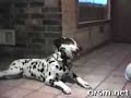 HAHAHA DOGS! XD REALLY FUNNY