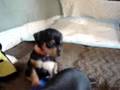 Jasmine's puppies #1..video taken June 28th