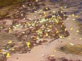 paradise fishing spot