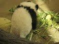 Thrilling Pandababy Fu Long at Vienna Zoo