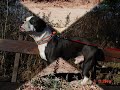 Pit-Bull`s