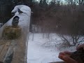 Nancy Today:Handfeeding Chickadees Nancy Today:Handfeeding Chickadees