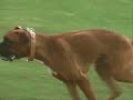 boxer dogs and coursing
