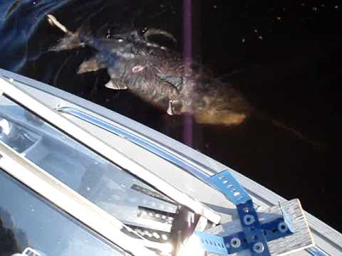 Wisconsin River Paddlefish