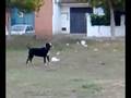 perro loco¡