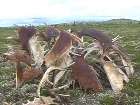 Moose Shed Hunting By Super-cub
