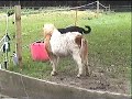 Chaos Having A Play