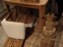 cat massacres dog