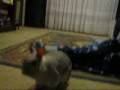 videos de Pookah leaps