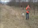 Pheasant hunting with Margie Pheasant hunting with Margie