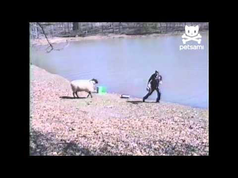 Sheep bucks fisherman into water