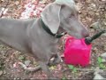 Weimaraner chases & catches squirrel..YIKES!!