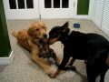 Filé, Max, Adina and Bessie playing