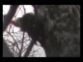 Pileated Woodpecker of Sharonville Ohio