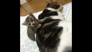 【動画】うりと子猫ちゃん