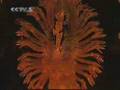 Chinese-Deaf-Dance-T