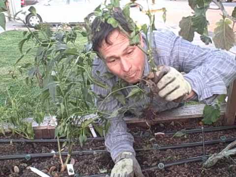 how to transplant okra seedlings