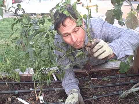 how to transplant okra plants