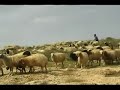 Palestina 08: colono attacca volontari opcol