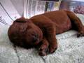 Sleepy Puppy 8, Sleepy Dog, Cute Animal, Funny Animals, Cute things falling asleep