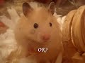 Introducing... my new hamster BU?ECZKA!
