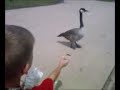 Geese At Lake Takin Popcorn out of my hand