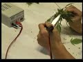Trimming marijuana Trimming marijuana