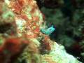 videos de Nudibranches of Wakatobi