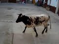 todo el recorrido todo el recorrido