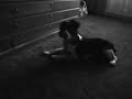 copper my  dog 2012