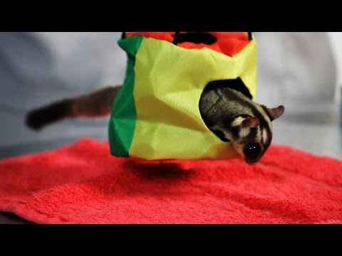 pets - Watch more How to Take Care of a Pet Sugar Glider videos: http://www.howcast.com/guides/929-How-to-Take-Care-of-a-Pet-Sugar-Glider Subscribe to Howcast's You...