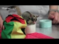 Do Sugar Gliders Make Good Pets?