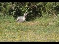 Fox & Pups of Trinidad, California