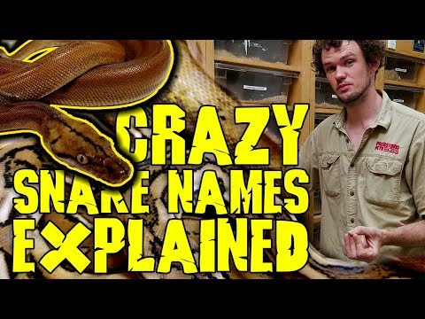 YouTube reptile video