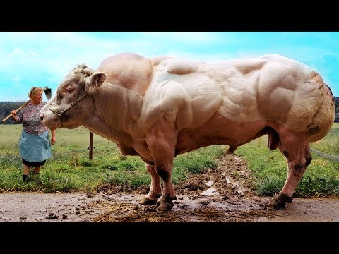 Did You Know These Foods Are GENETICALLY MODIFIED??