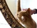 Kitty Liqour.mov