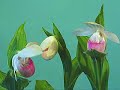 Showy lady slipper - Cypripedium reginae - flower opening